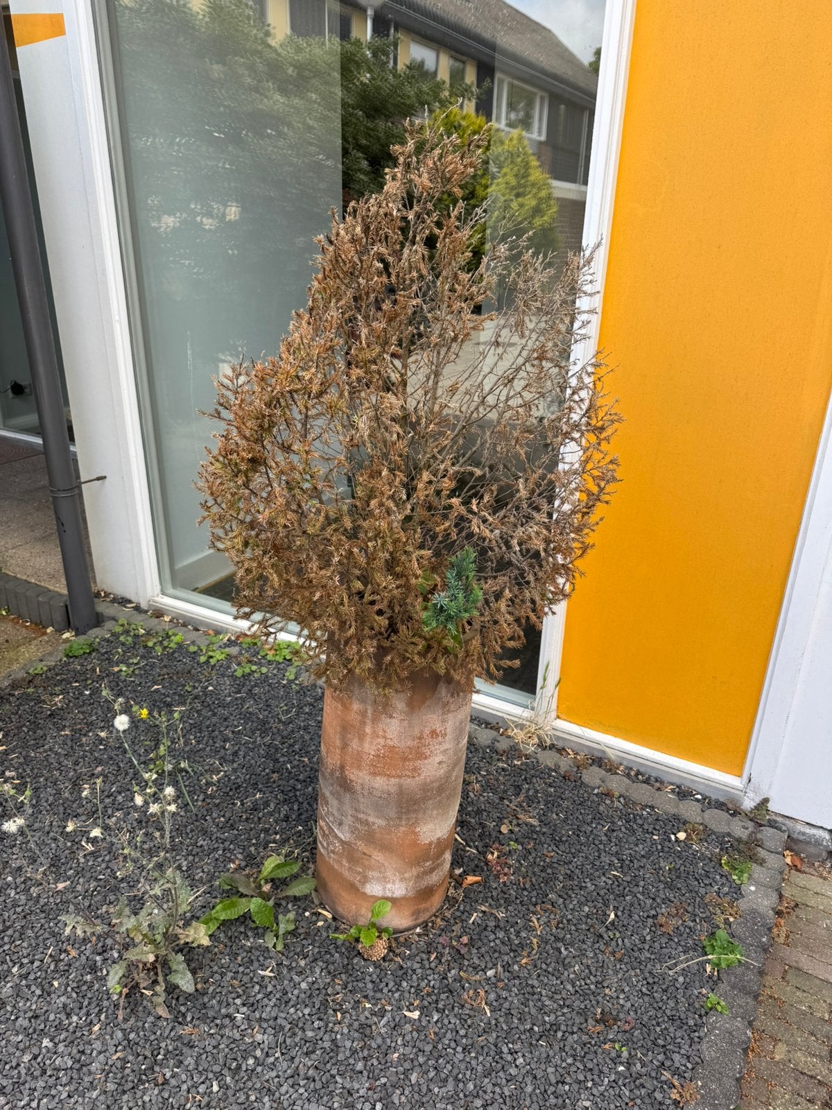 Pot met dood boompje gratis op te halen, Overige soorten, Minder dan 100 cm, Zomer, Ophalen