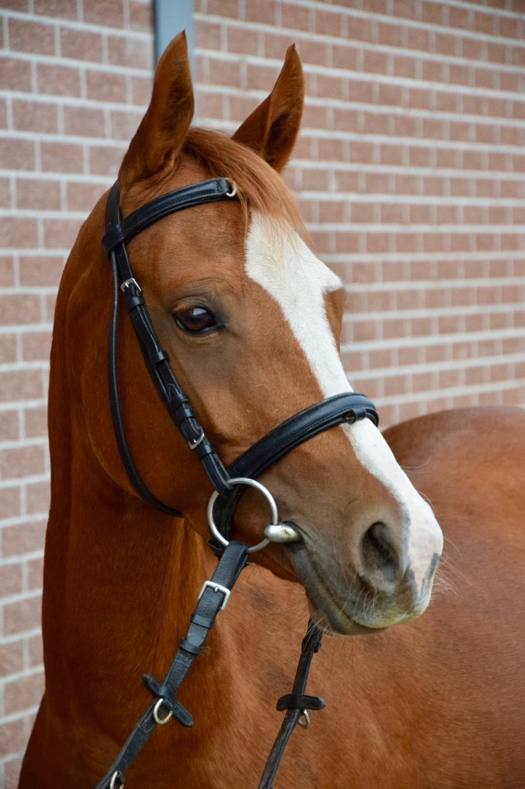 Allround Welsh D pony, Dieren en Toebehoren, Merrie, B, Met stamboom, 3 tot 6 jaar