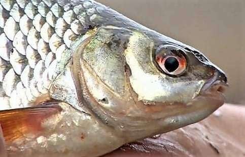 Drennan Acolyte F1 Silver, Ophalen, Zo goed als nieuw, Werphengel