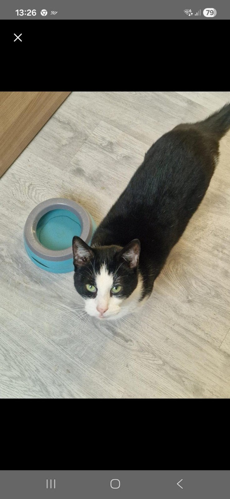 Kat 8 jaar en zeer aanhankelijk, met spoed!!, Kater, 6 jaar of ouder