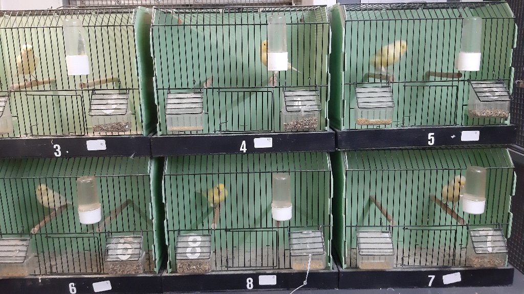 kanaries te koop, Dieren en Toebehoren, Vogels | Kanaries, Meerdere dieren, Kleurkanarie