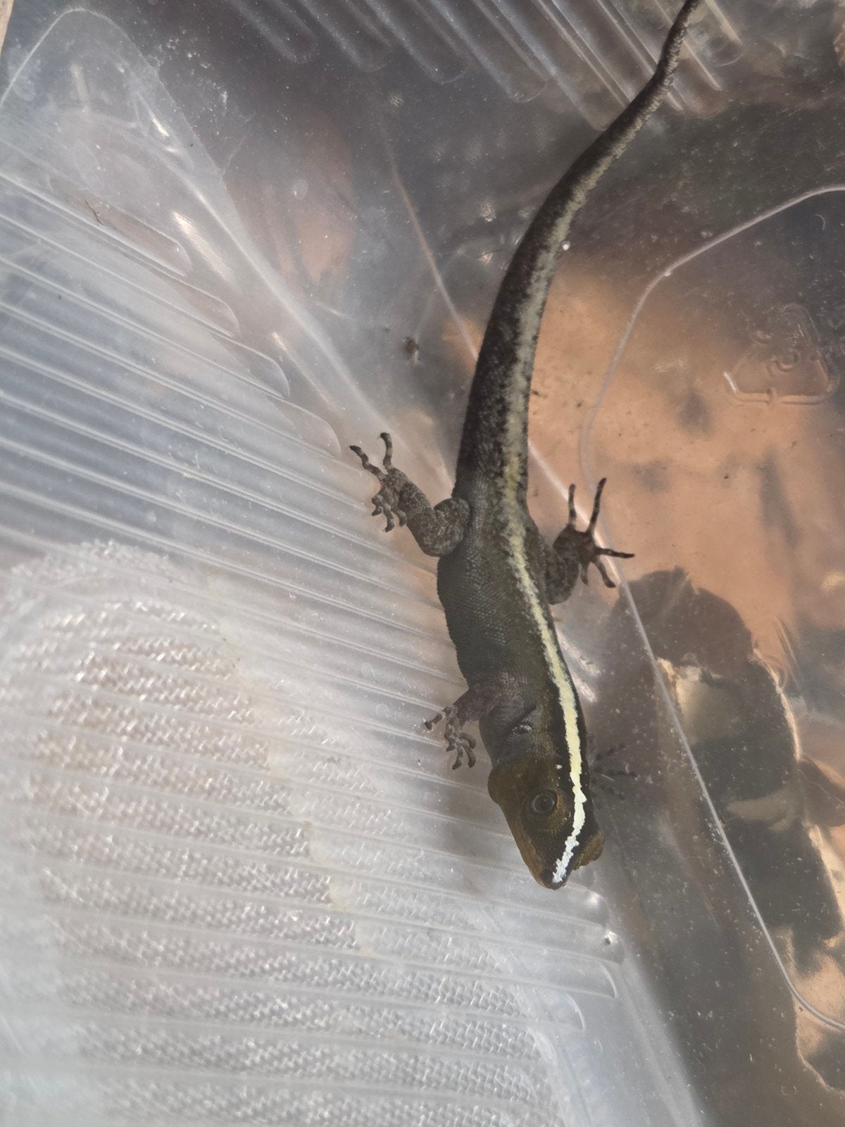 Gonatodes vittatus man 1.0.0, Hagedis, 3 tot 6 jaar