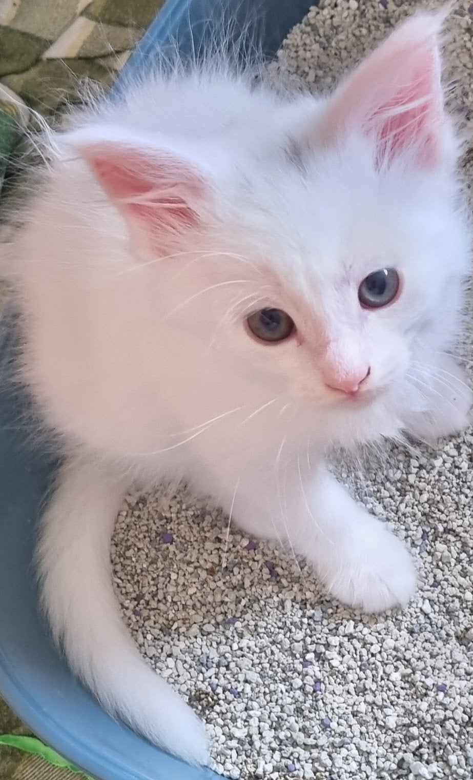 Maincoon kittens, Dieren en Toebehoren, Katten en Kittens | Raskatten | Langhaar, Meerdere dieren, Gechipt, Ontwormd