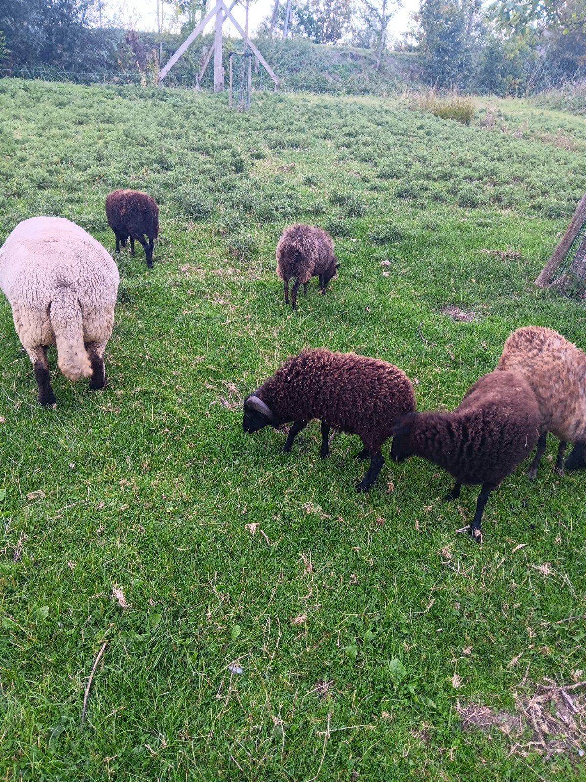 prachtig oussant rammetje van april 2026, Mannelijk, Schaap