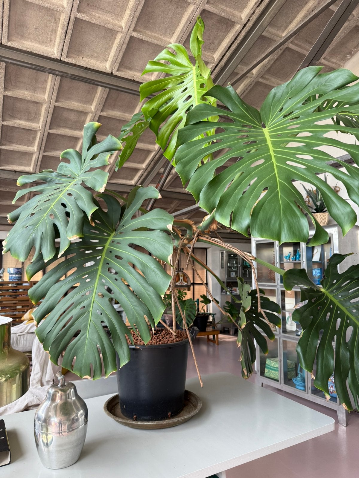 Monstera Deliciosa, Tuin en Terras, Planten | Bomen, Halfschaduw, Overige soorten, 100 tot 250 cm, Ophalen