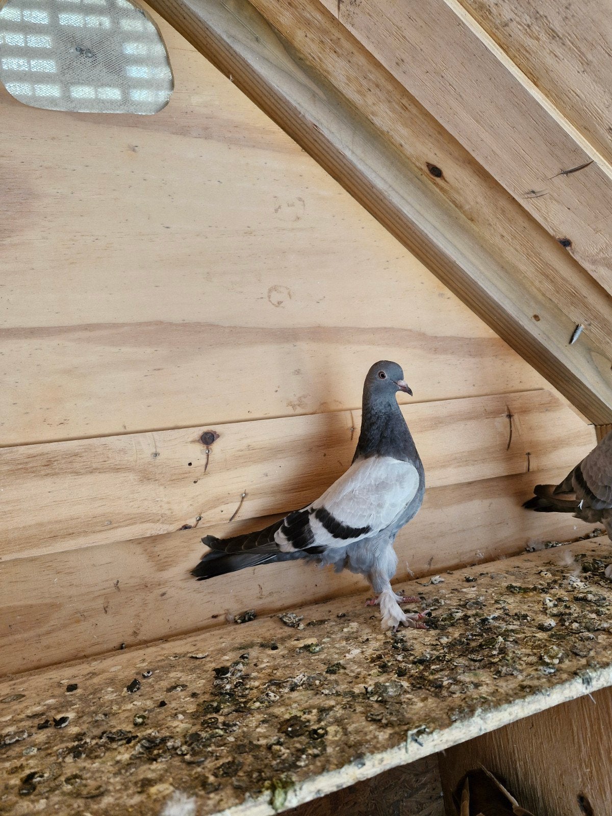 Jong takla duif, Dieren en Toebehoren, Vogels | Duiven, Vrouwelijk