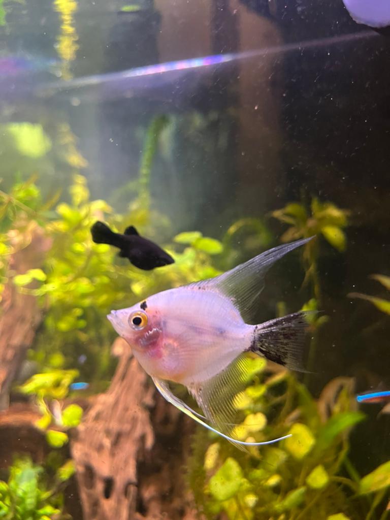 Aquarium vissen, Dieren en Toebehoren, Vis