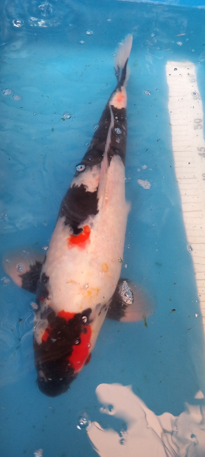 2 MOOIE KOIS 50 TOT 60CM, Karper of Koi