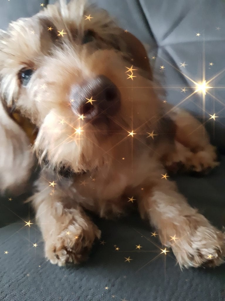 Ruwhaar kaninchen teckel pups, Kaninchen, Parvo, 8 tot 15 weken, Meerdere dieren