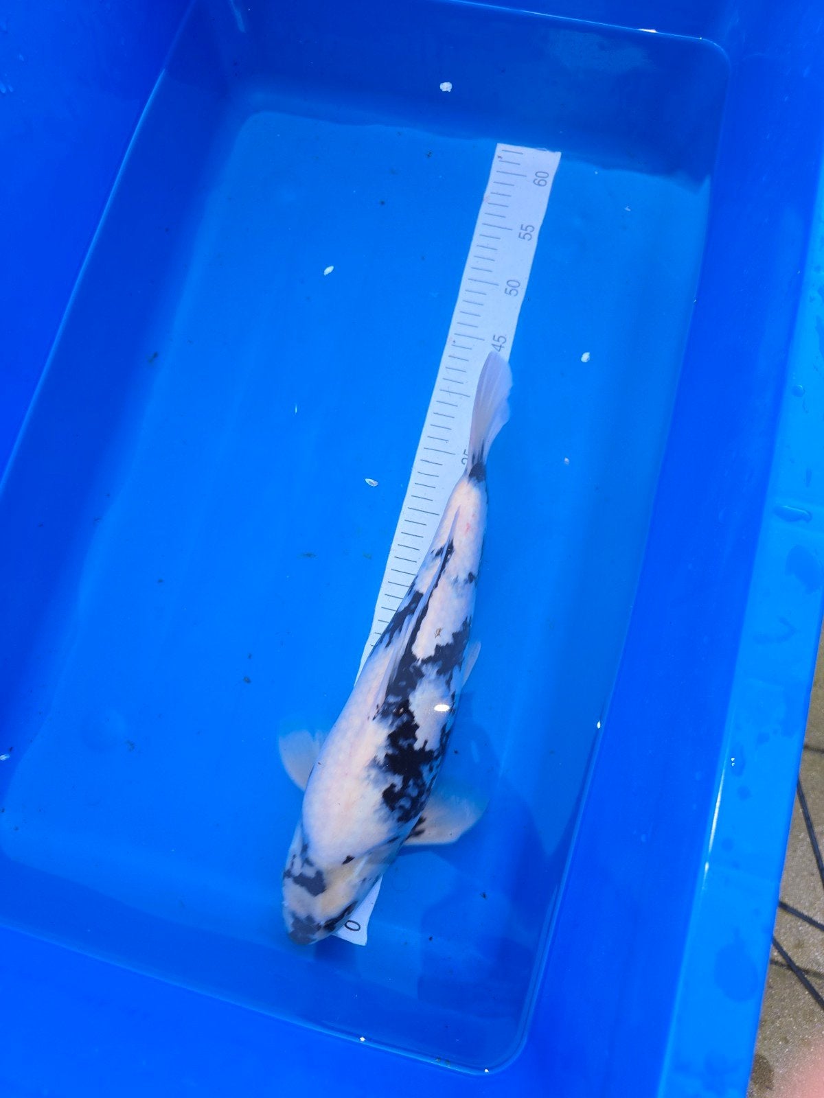 Shiro utsuri Okawa 40-45cm, Karper of Koi