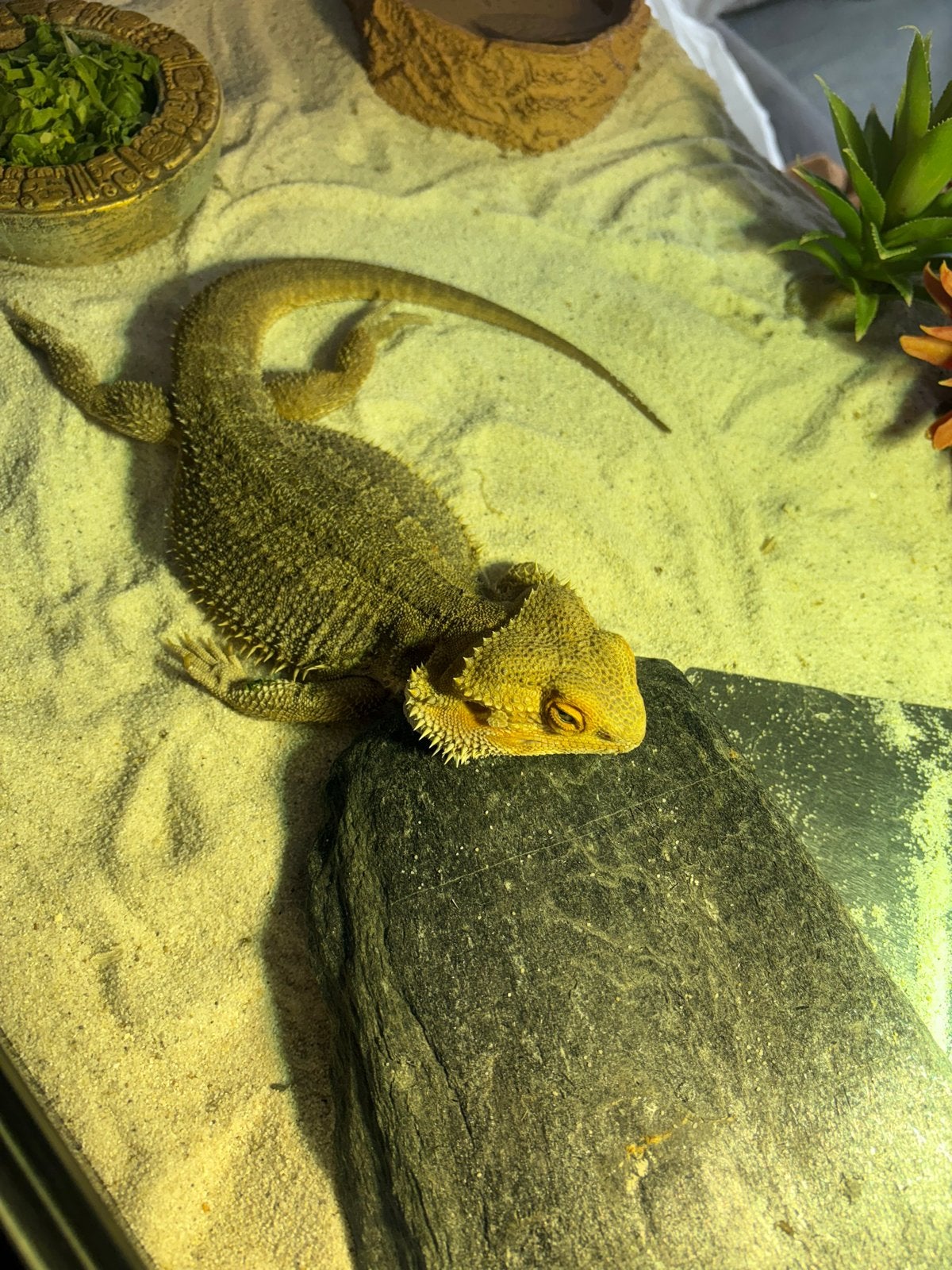 Lieve baardagaam Bearded Dragon photo 2