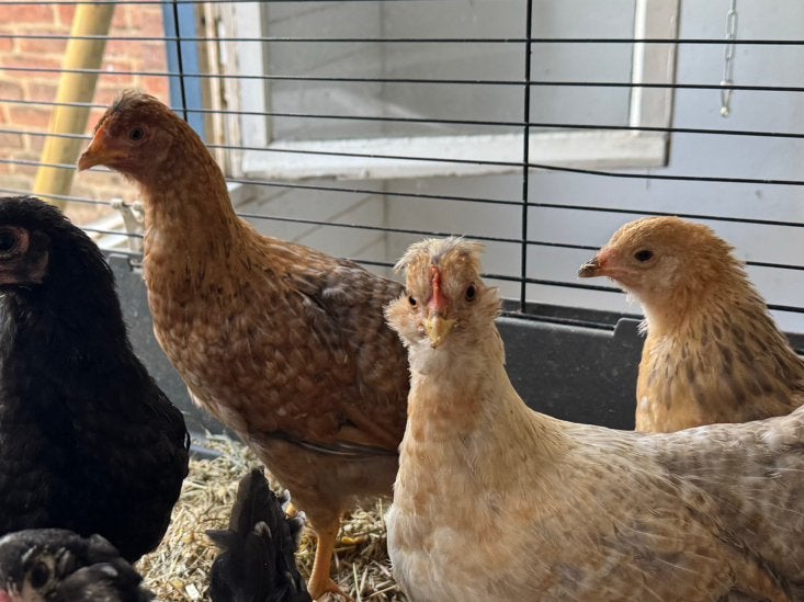 Cream legbar hennen gratis, Dieren en Toebehoren, Pluimvee, Vrouwelijk, Kip