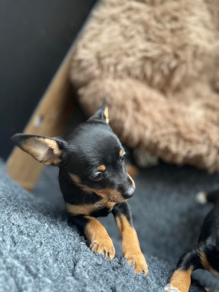 dwergpinscher & (mini jack rusell) puppy gereserveerd, Parvo, Overige rassen, 8 tot 15 weken, Meerdere