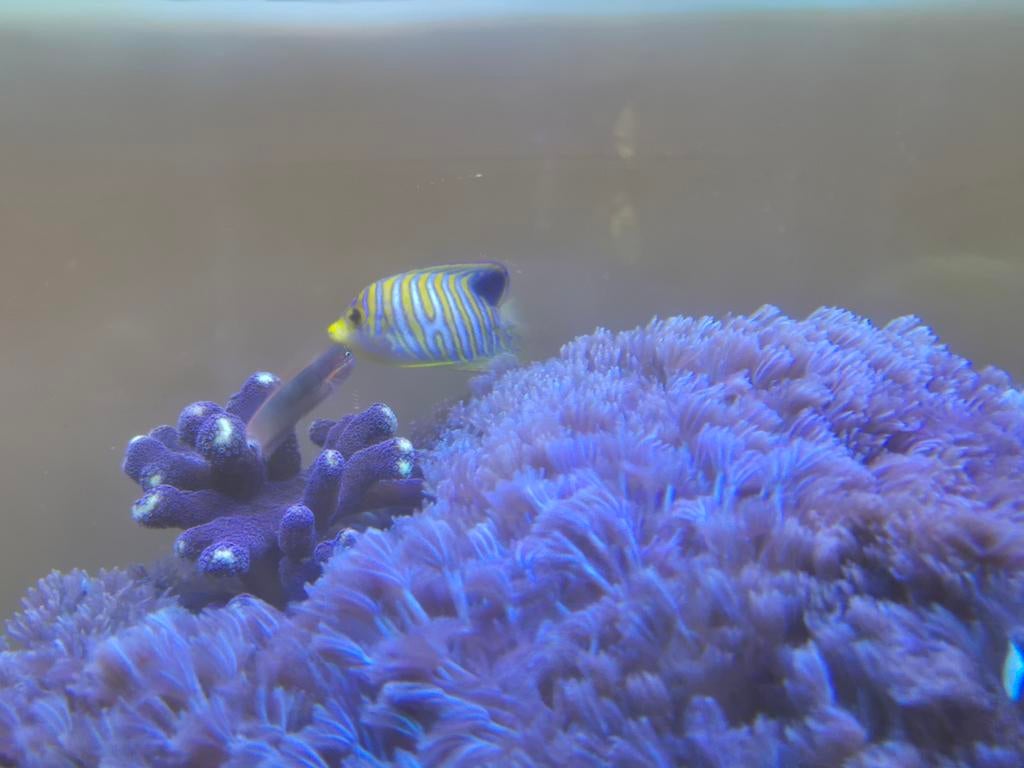 Inhoud zeeaquarium, Dieren en Toebehoren, Vissen | Aquariumvissen, Overige typen, Zoutwatervis