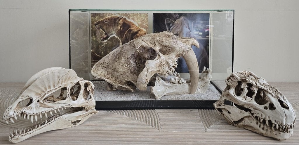 drie rijk gedetailleerde museumstijl schedelreproducties, Ophalen, Gebruikt, Overige soorten, Schedel