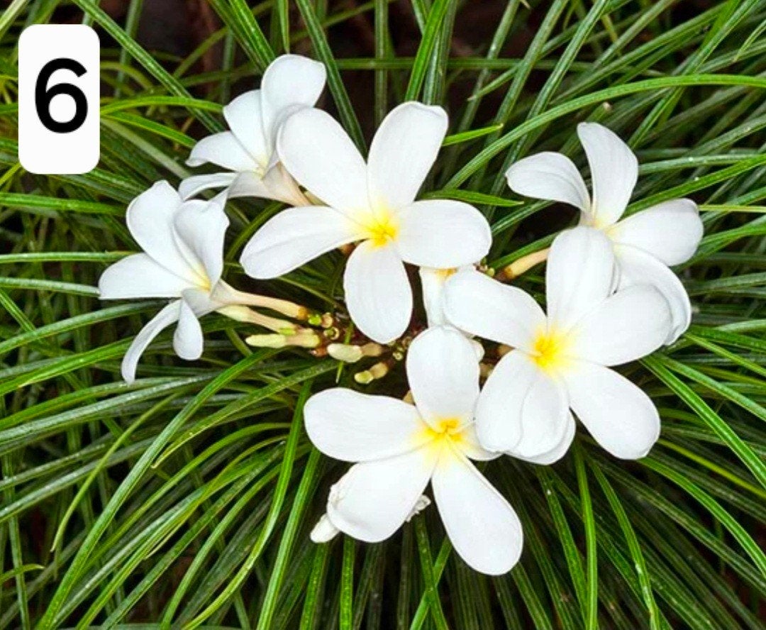 Plumeria (Frangipani) - exclusieve thai variagata soorten., Overige soorten, Volle zon, Vaste plant, Ophalen of Verzenden