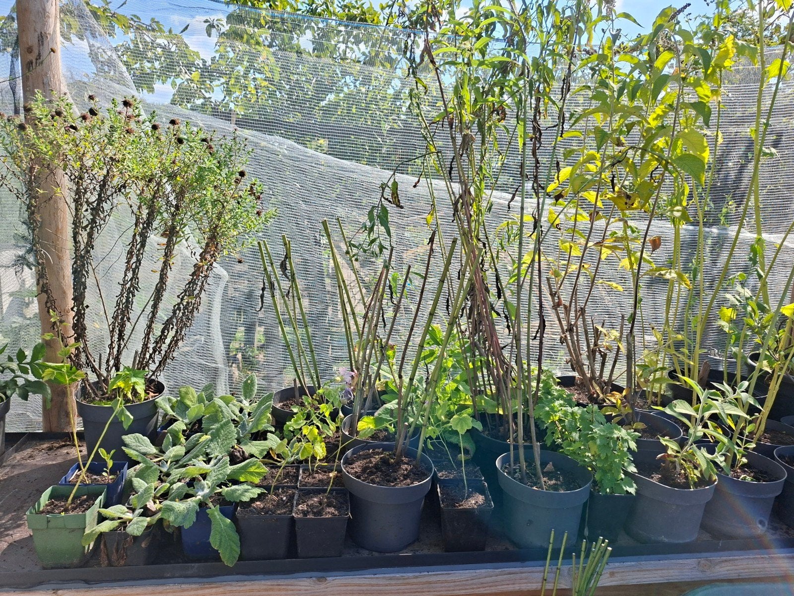 Diverse vaste planten, Ophalen, Vaste plant, Overige soorten, Volle zon