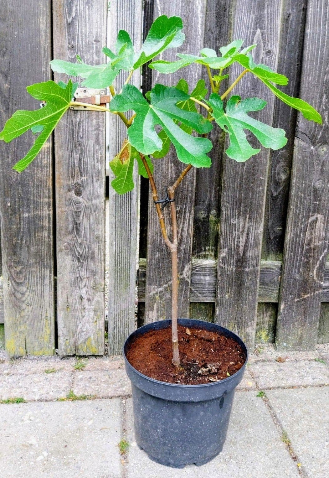 Vijgenboom (Ficus carica), Ophalen, Volle zon, Vaste plant, Zomer