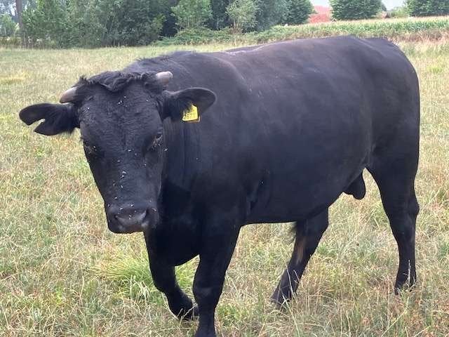 Dekstier stier Wagyu x Angus 2 jaar oud, Dieren en Toebehoren, Runderen, Mannelijk, 0 tot 2 jaar