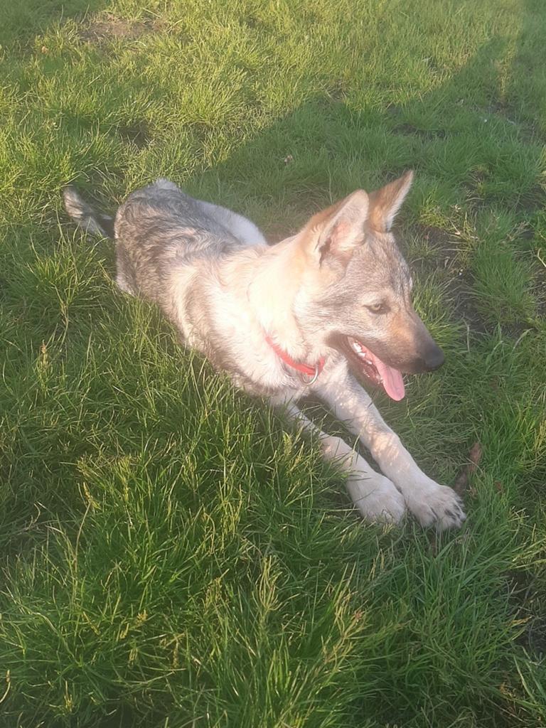 Tsjechslowaakse wolfhond, Dieren en Toebehoren, Parvo, Particulier, 8 tot 15 weken, Buitenland