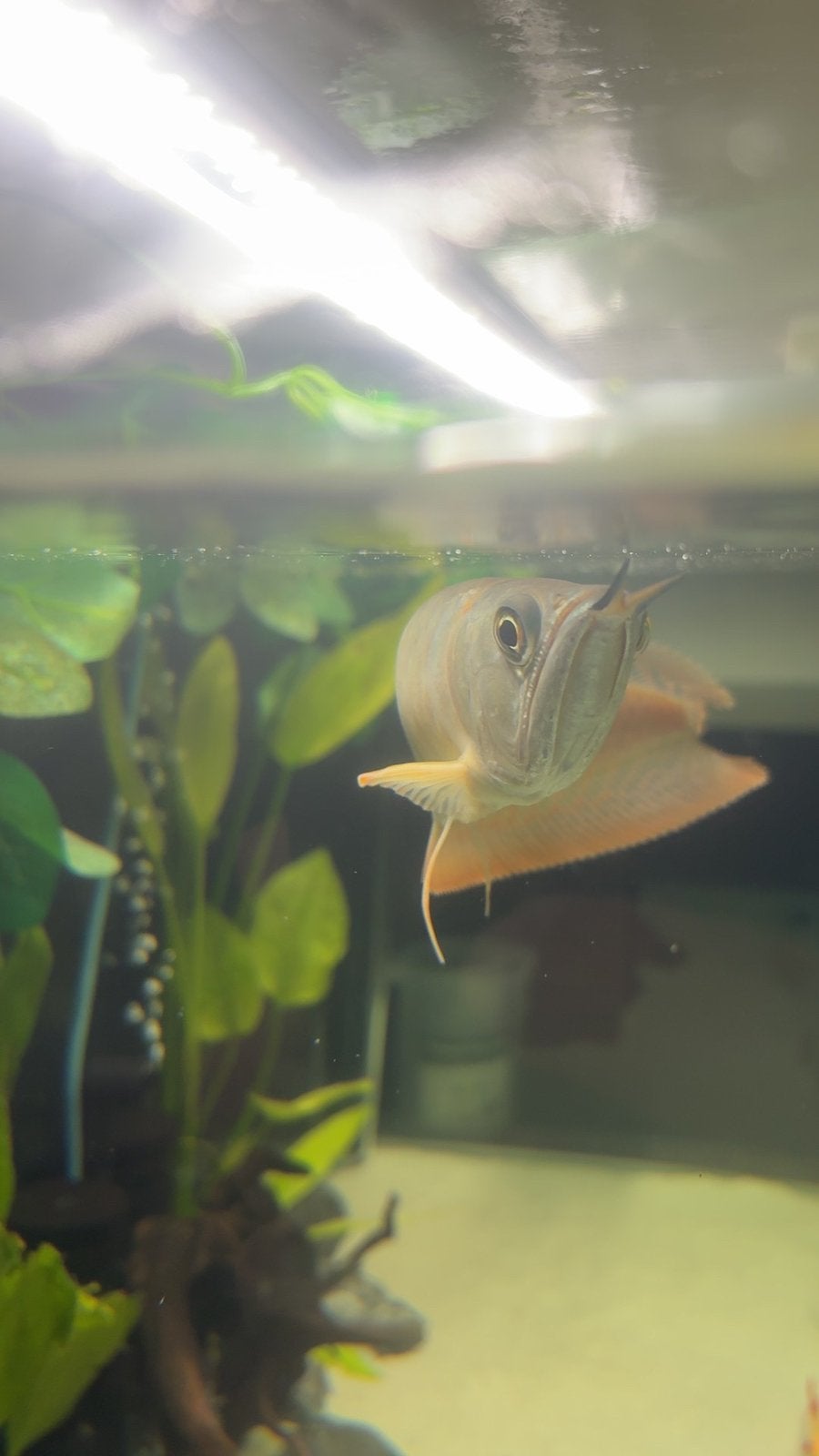 Zilveren arowana - Osteoglossum bicirrhosum, Dieren en Toebehoren, Vis, Zoetwatervis
