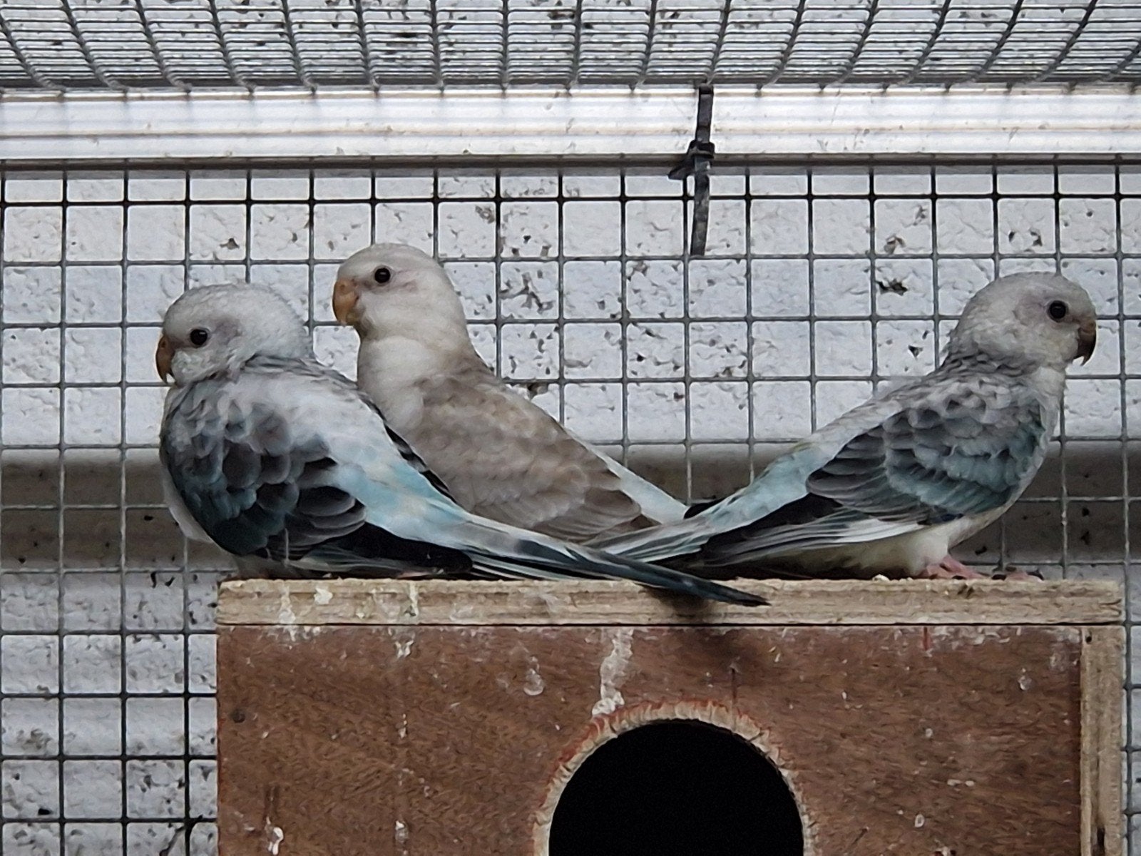 3 blauwe roodstuit parkieten van 2026, Meerdere dieren, Parkiet