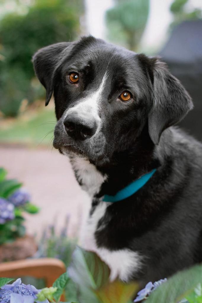 Hond Grand zoekt zijn forever home, Dieren en Toebehoren, Honden | Niet-rashonden, Particulier, Reu, Buitenland, Eén hond