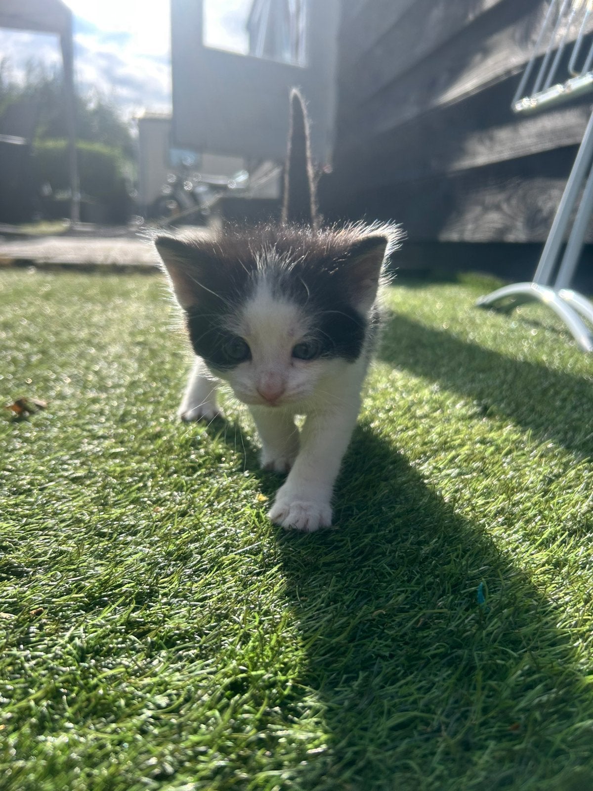 Wit zwarte Kittens, Meerdere dieren, Kortharig