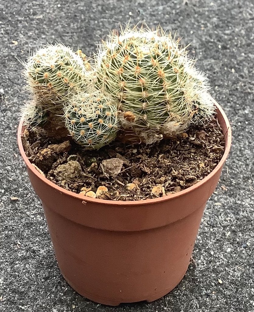 Cactus, Aylostera, Ophalen of Verzenden, Cactus, Volle zon, Minder dan 100 cm