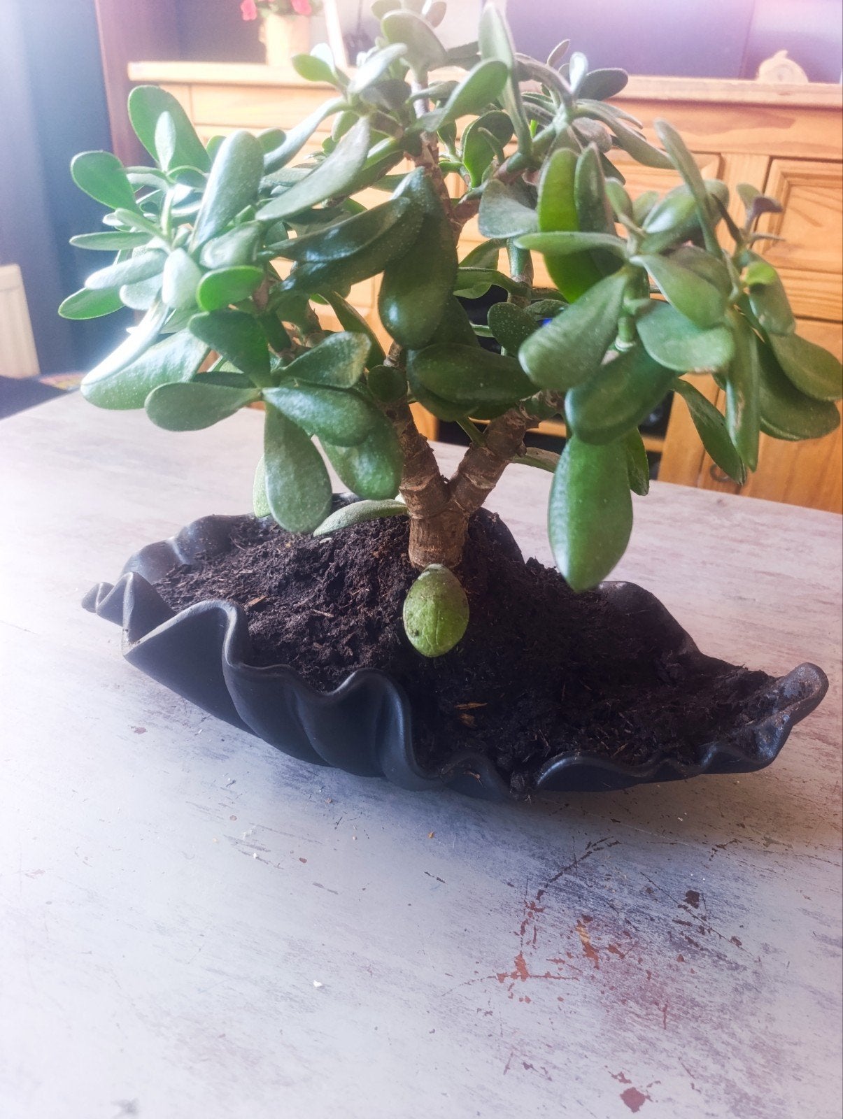 Mooie Bonsai Crassula Ovata (Jadeplant) in unieke pot, Huis en Inrichting, Kamerplanten, Ophalen of Verzenden, In pot, Minder dan 100 cm