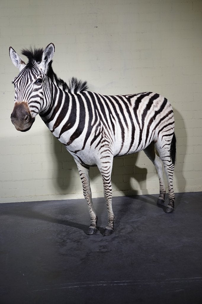 fullmount zebra adult taxidermy opgezette, Ophalen, Zo goed als nieuw, Hert, Gewei of Kop