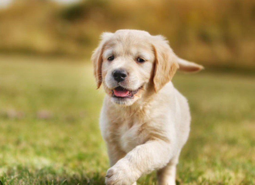 GEZOCHT.Ben op zoek naar een"Golden retriever pup teefje, Golden retriever, 8 tot 15 weken, Teef, Eén hond