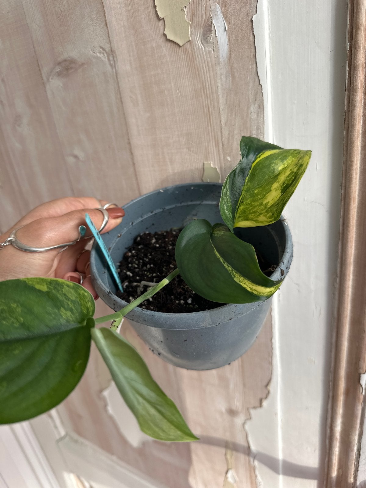 Scindapsus jade satin variegata, Ophalen of Verzenden, Halfschaduw, Minder dan 100 cm