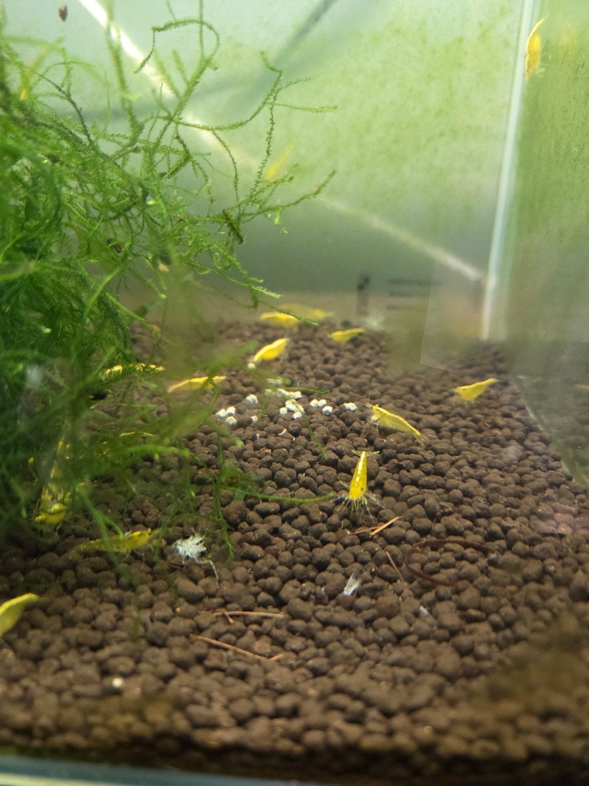 Yellow streep garnalen (Geel), Dieren en Toebehoren, Kreeft, Krab of Garnaal