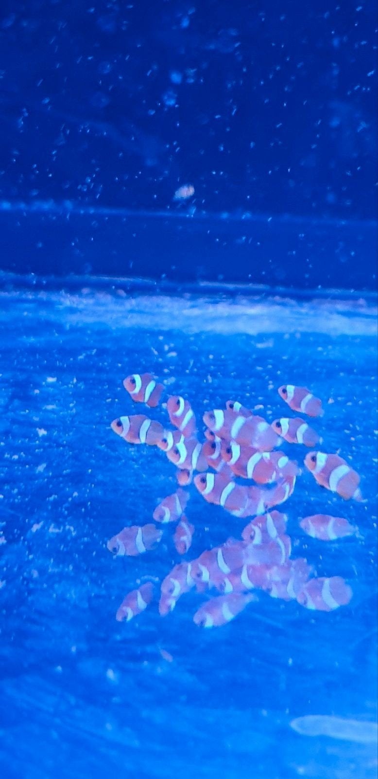 baby clownfish, Vis