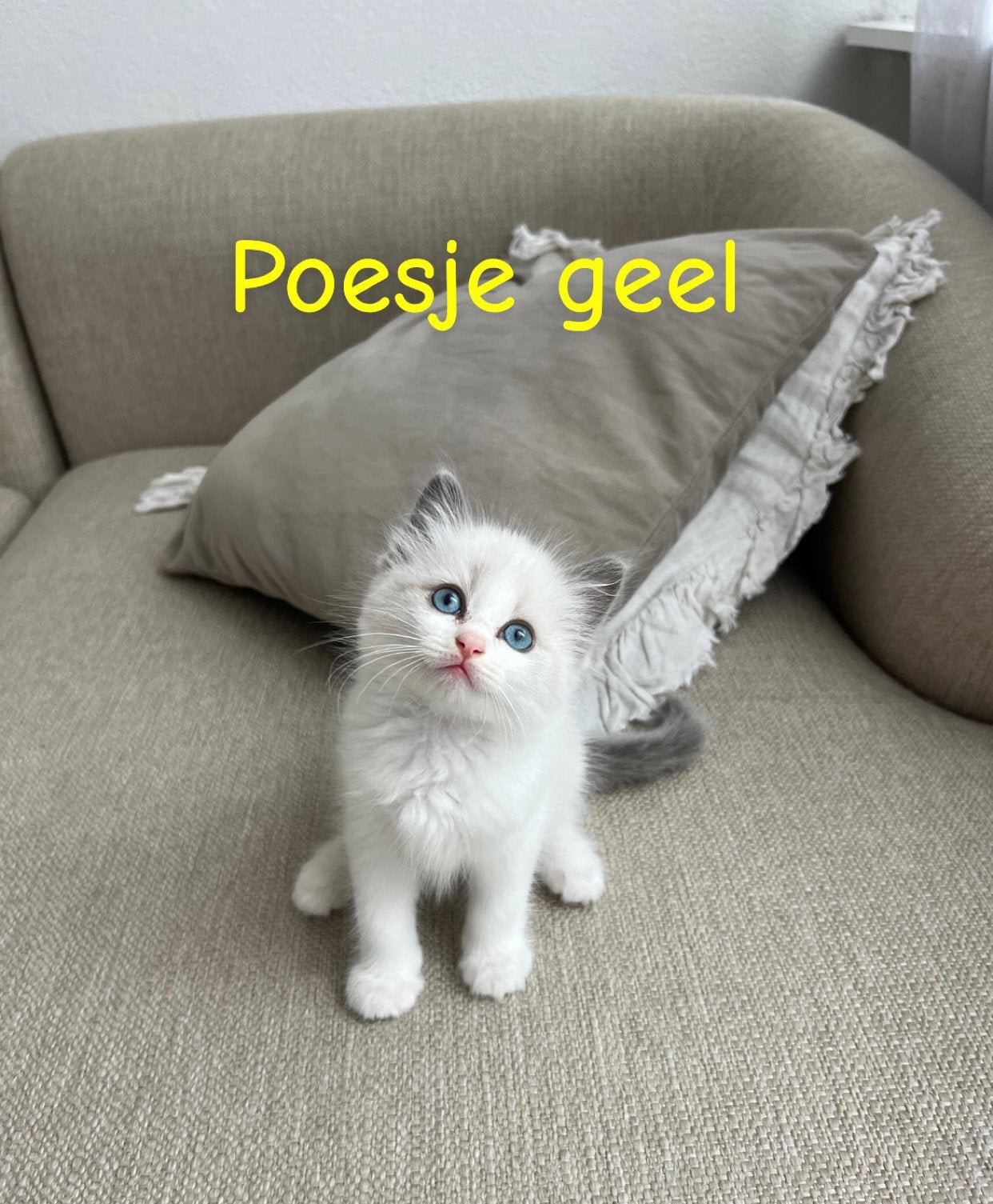 Ragdoll kittens zoeken een liefdevol thuis, Dieren en Toebehoren, Poes, Gechipt, 0 tot 2 jaar