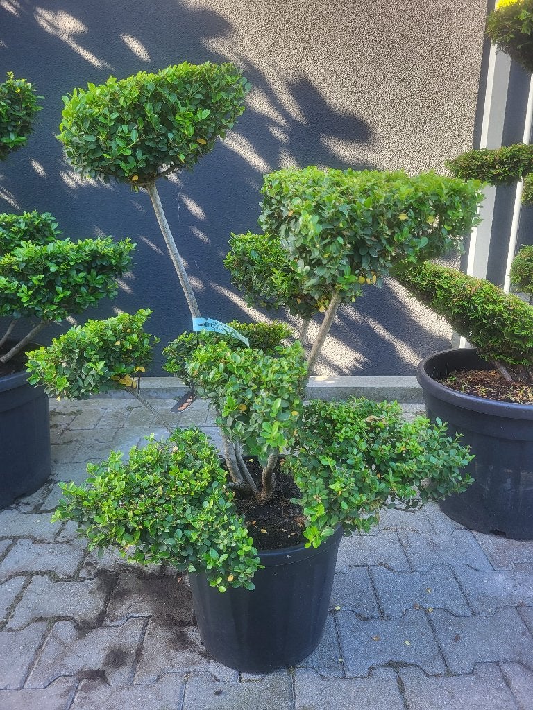 Ilex crenata."Green Hedge Bonsai, Bloeit niet, Halfschaduw, Overige soorten, Minder dan 100 cm