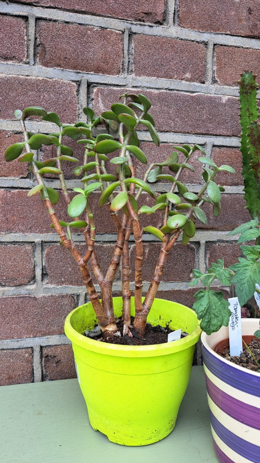 Crassula, Ophalen, Halfschaduw, Minder dan 100 cm