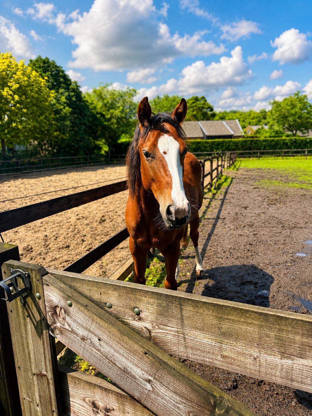 Super lieve quarter horse jaarling merrie, Dieren en Toebehoren, Paarden, Merrie, Minder dan 160 cm, Met stamboom, 0 tot 2 jaar