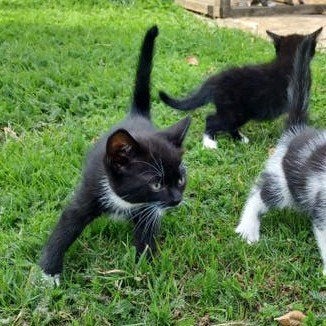 Kittens van de boerderij, Dieren en Toebehoren, Katten en Kittens | Overige Katten, Kater, Kortharig, 0 tot 2 jaar
