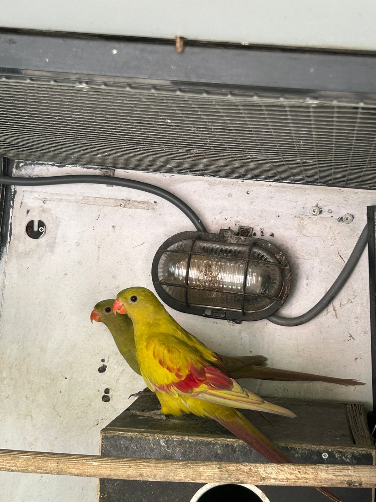 Pastel bergparkiet jonge 26, Dieren en Toebehoren, Vogels | Parkieten en Papegaaien, Mannelijk, Parkiet, Geringd