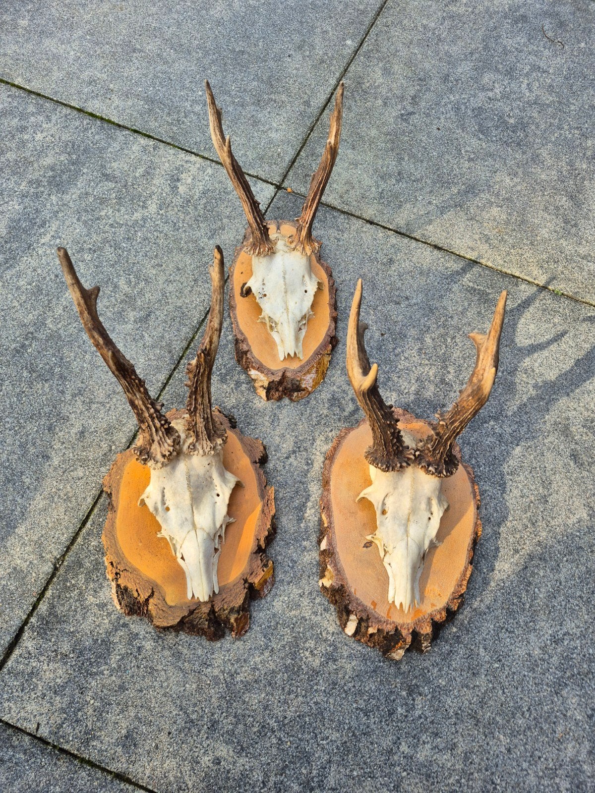 ree gewei, Dieren en Toebehoren, Ophalen of Verzenden