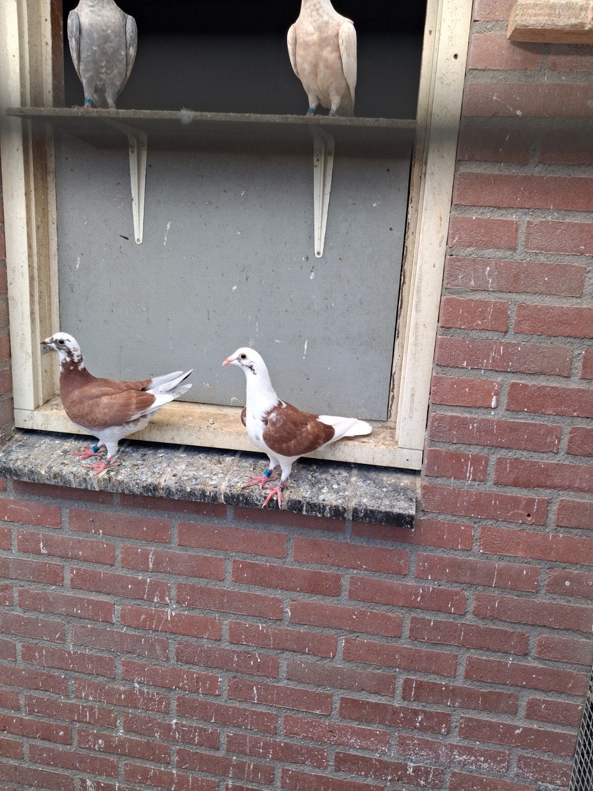 2 rood bonte postduiven, Dieren en Toebehoren, Vogels | Duiven, Meerdere dieren, Postduif