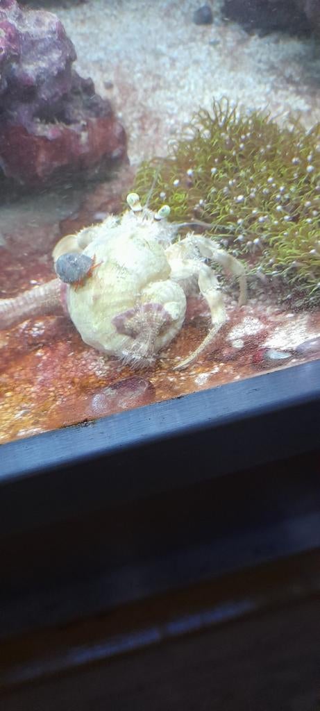 Te koop Anemoon hermiet kreeft, Vis