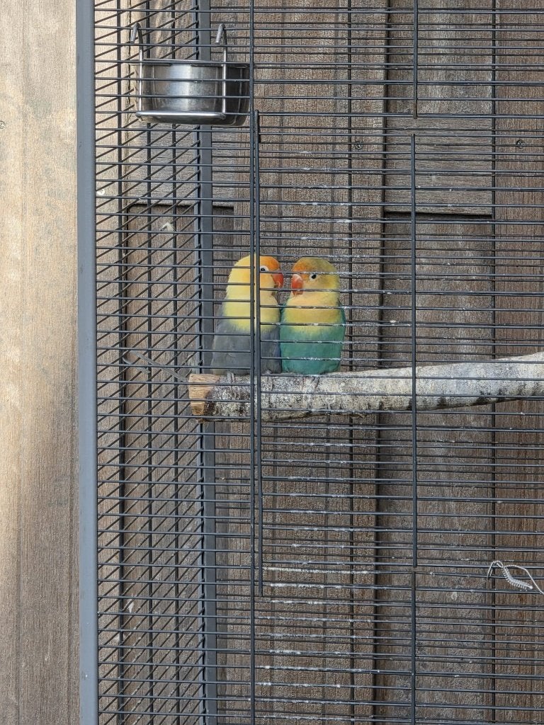 Prachtige koppel Fischeri ( Bewezen koppel ), Dieren en Toebehoren, Meerdere dieren, Dwergpapegaai of Agapornis
