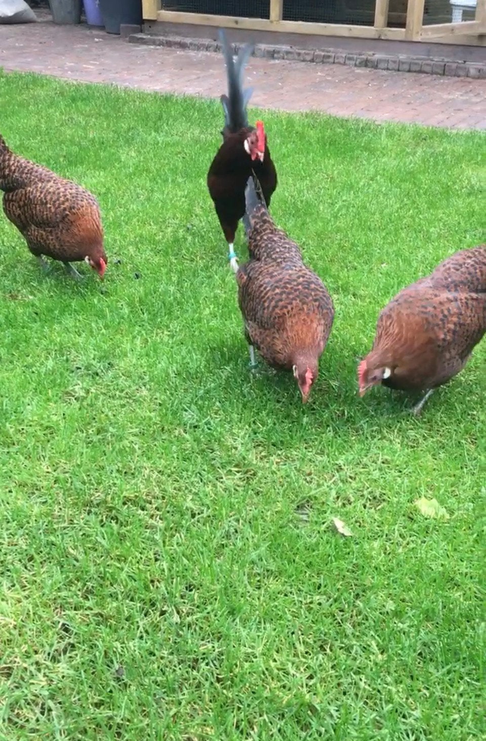 Toom Friese roodpel kriel kippen, Dieren en Toebehoren, Pluimvee, Meerdere dieren, Kip