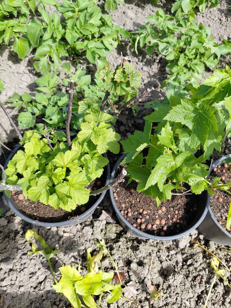 Zwarte Bessenplanten, Volle zon, Vaste plant, Ophalen of Verzenden, Fruitplanten