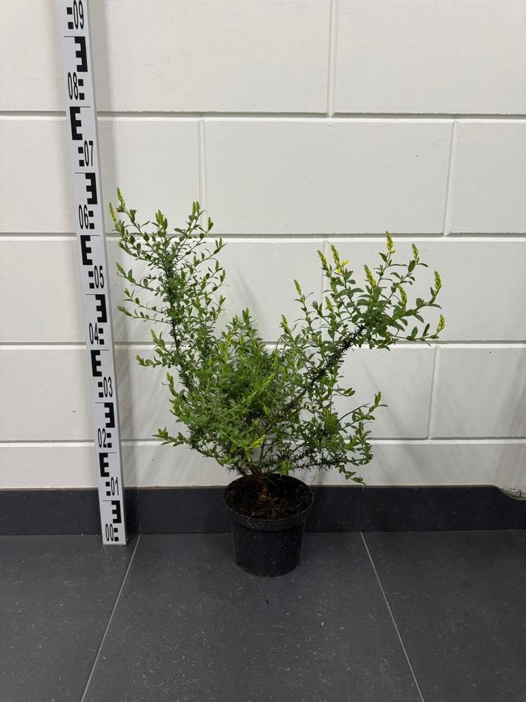 Genista Germanica (Duitse brem) 50cm, Ophalen of Verzenden, Overige soorten, Struik, Minder dan 100 cm
