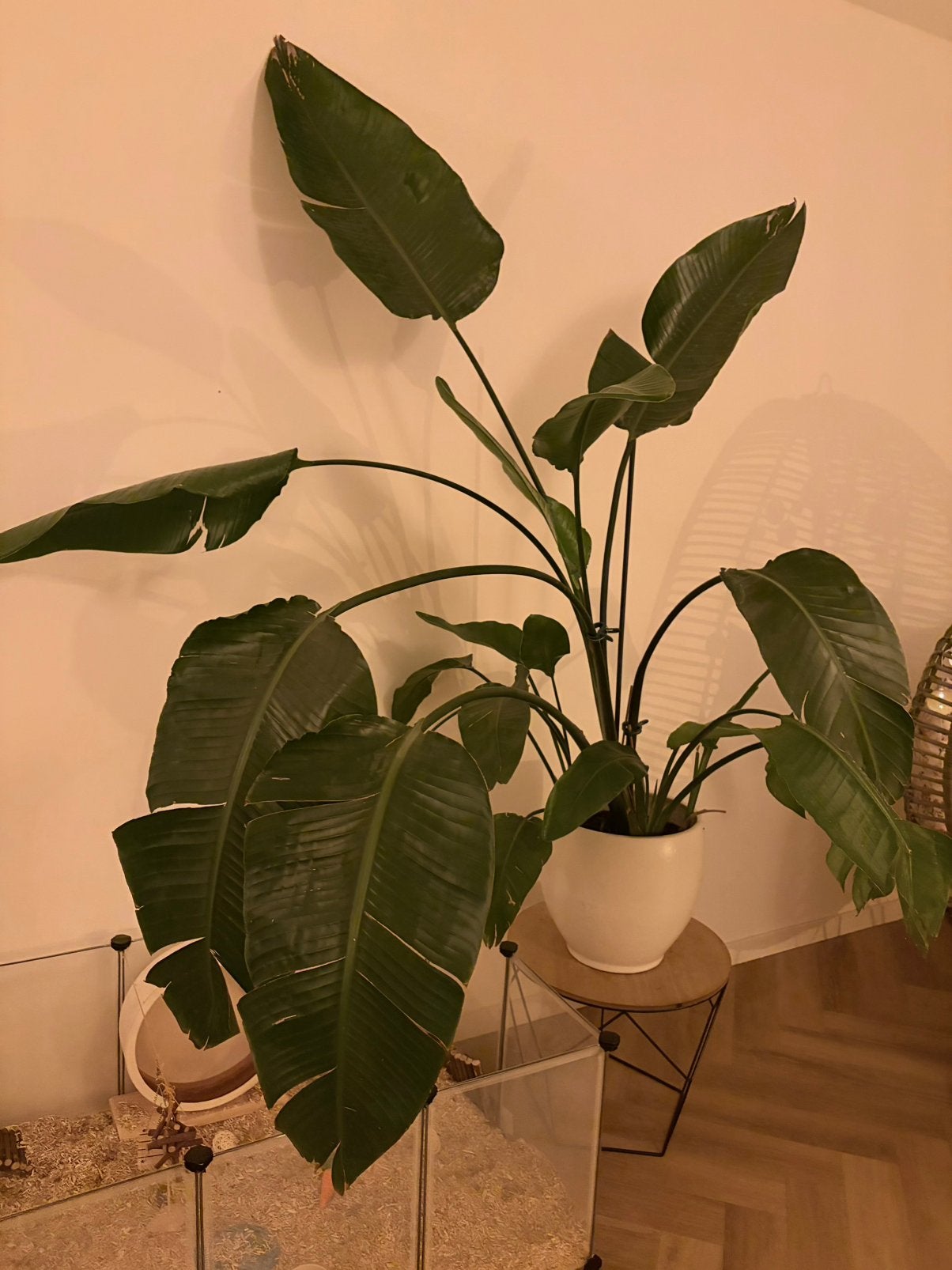 Grote plant met pot, Ophalen, Halfschaduw, Minder dan 100 cm