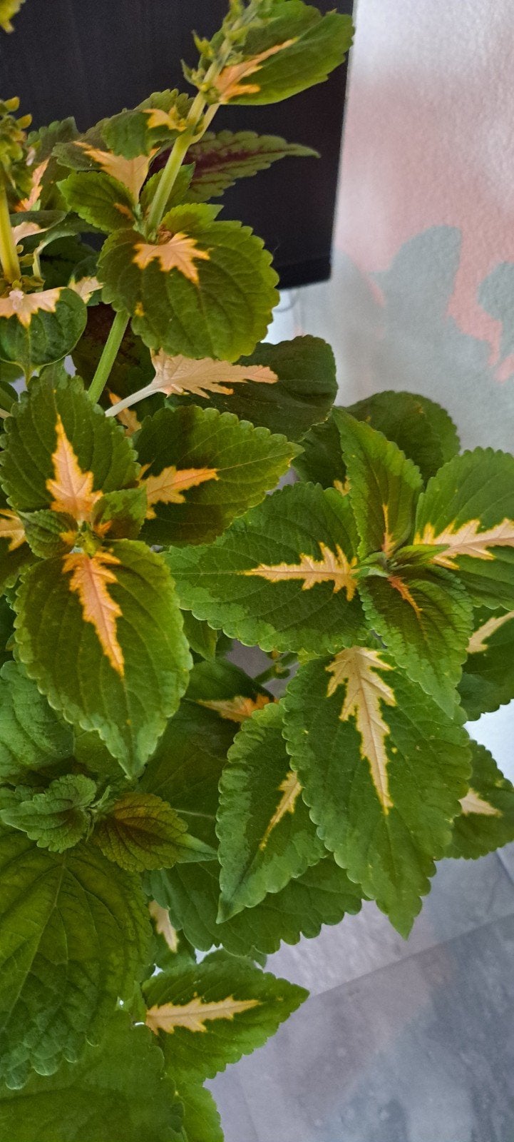 Coleus (siernetel) stekken, creme/groen met lichtgroene rand, Ophalen of Verzenden, Halfschaduw, Minder dan 100 cm